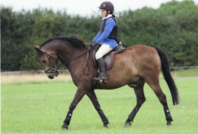 Hollybrooke Aristocrat